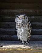 amerikaanse oehoe (bubo virginianus) 5122